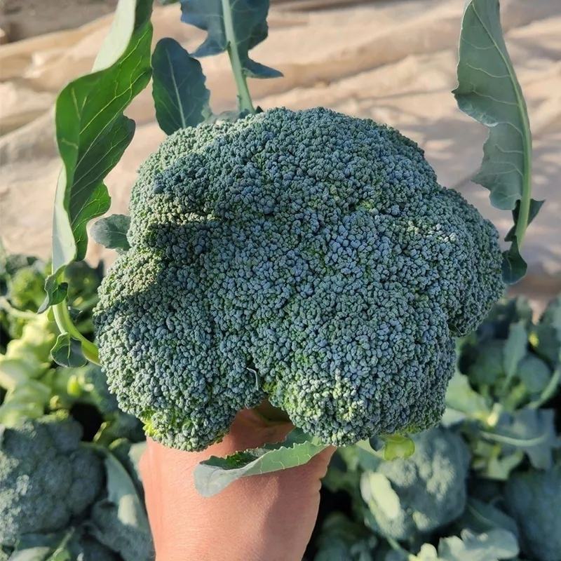 【热卖中】西兰花质量好品质好，货源充足，欢迎各地老板下单