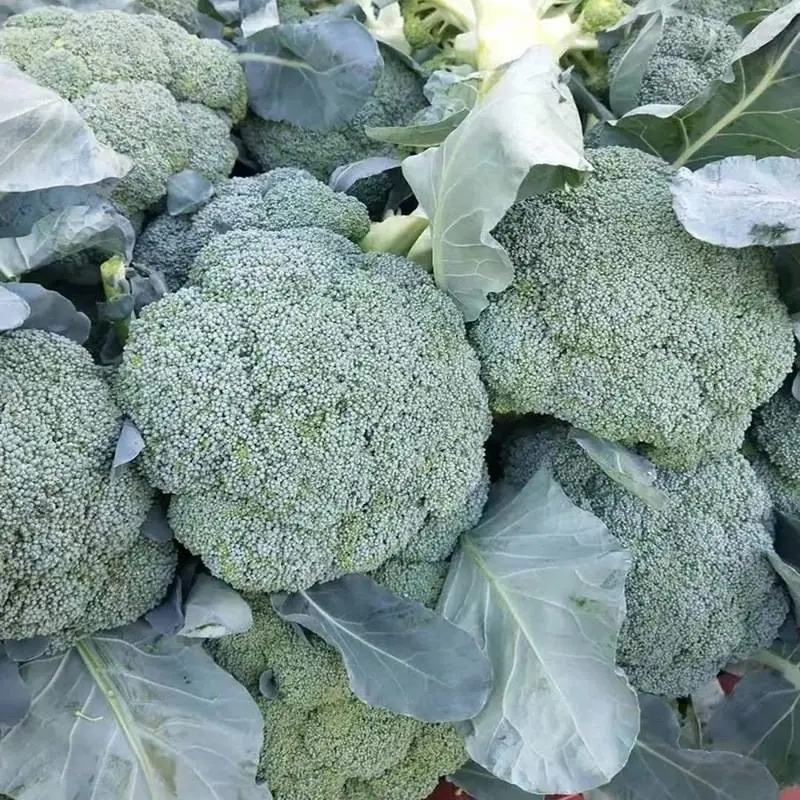 【热卖中】西兰花质量好品质好，货源充足，欢迎各地老板下单
