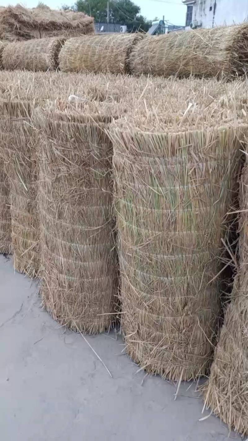 微山湖岸新草帘草苫子长宽厚薄等规格任选