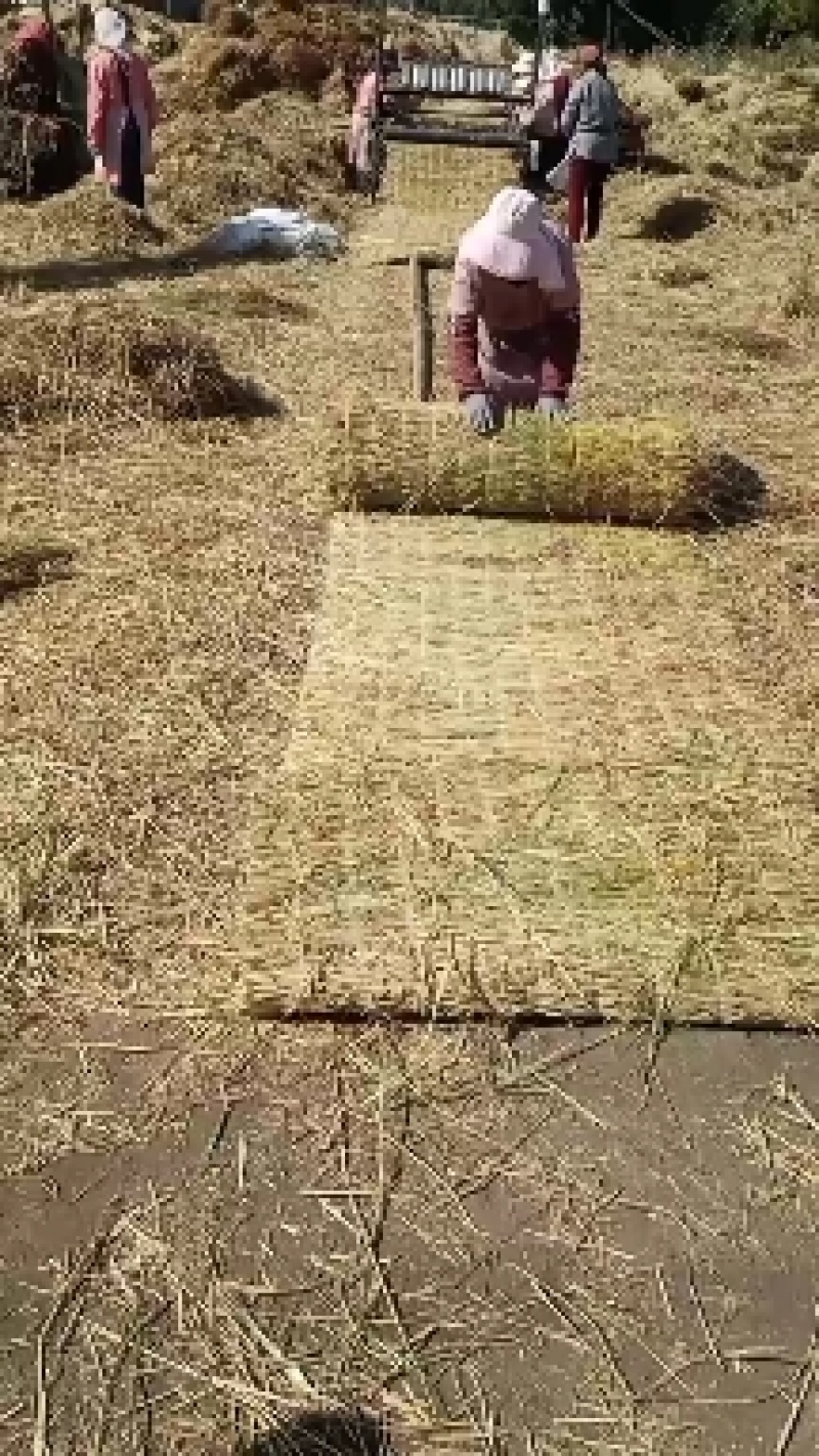 微山湖岸新草帘草苫子长宽厚薄等规格任选