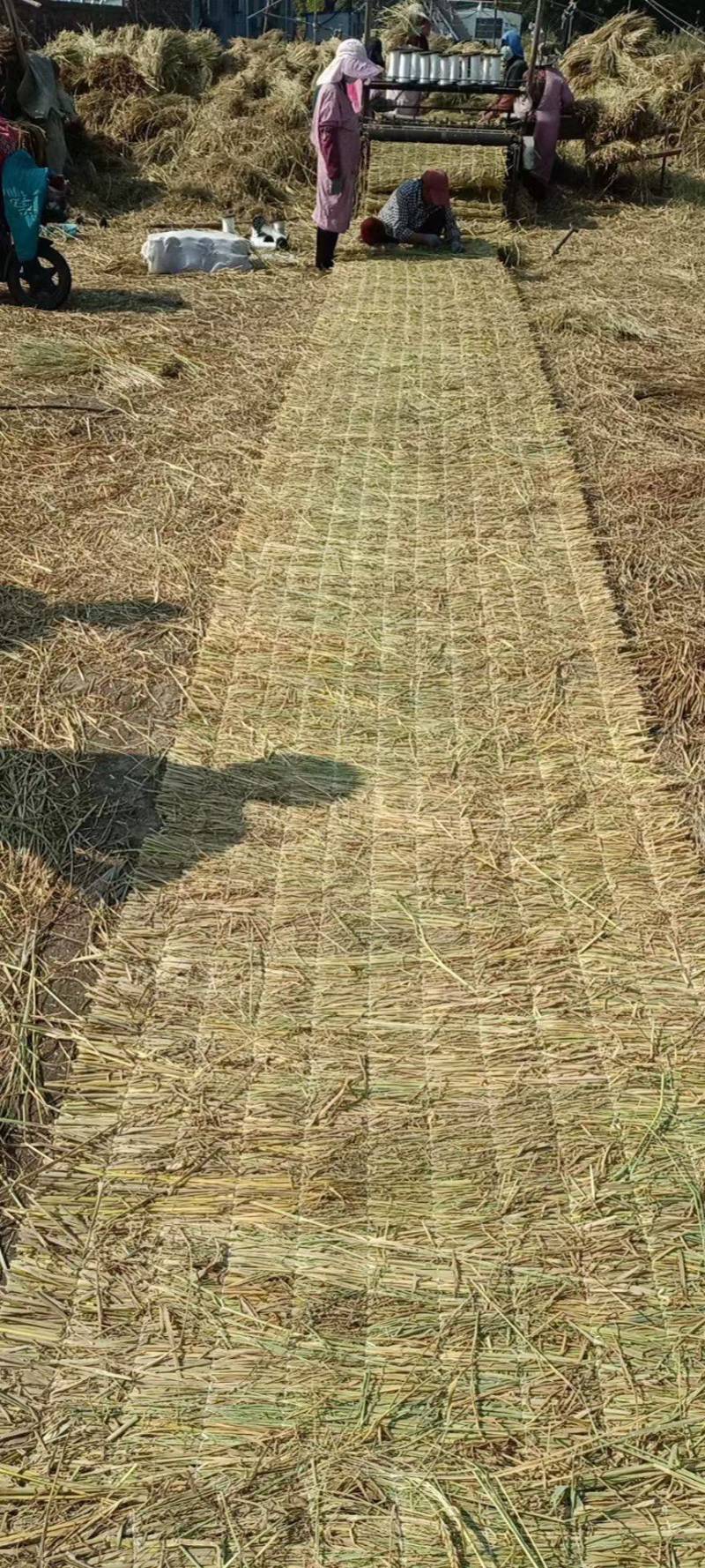 微山湖岸新草帘草苫子长宽厚薄等规格任选