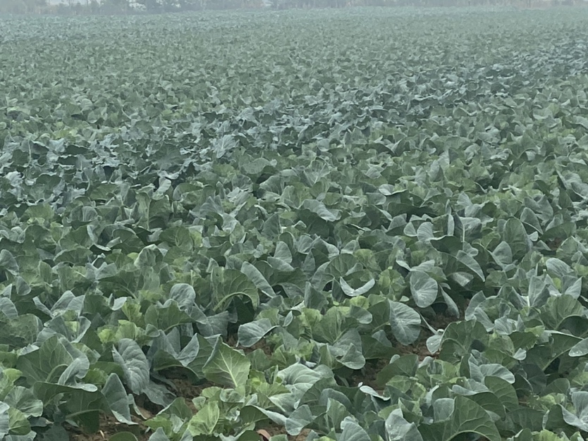 松花菜田间生长实景
