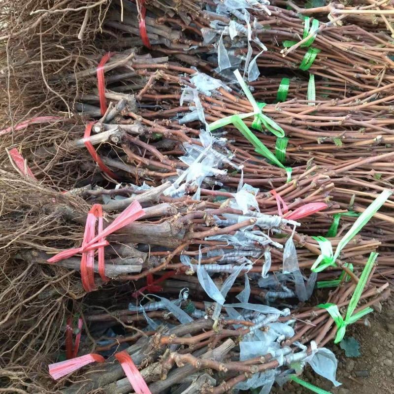 黑色极香葡萄苗，黑钻晴王，浓香纯甜，晚熟大粒，基地直发