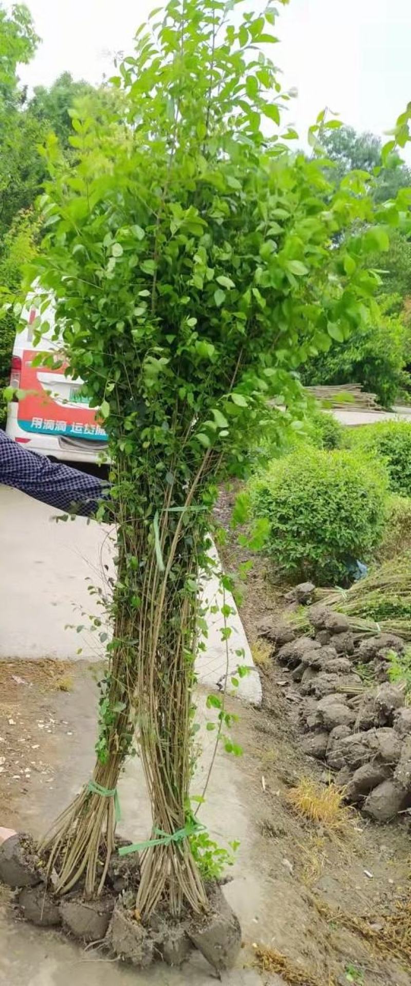小叶女贞绿篱