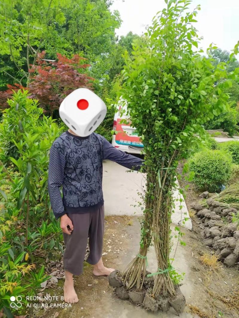 小叶女贞绿篱