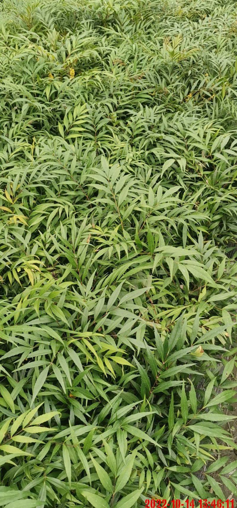 十大功劳苗场自产自销，可实地考察，可开发票，