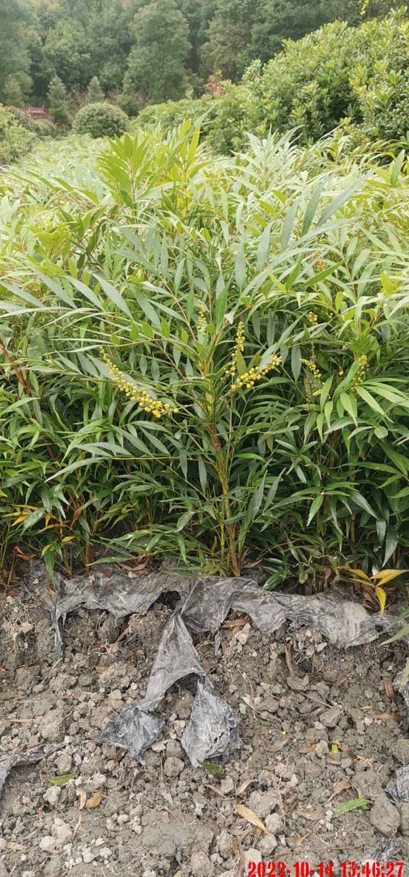 十大功劳苗场自产自销，可实地考察，可开发票，