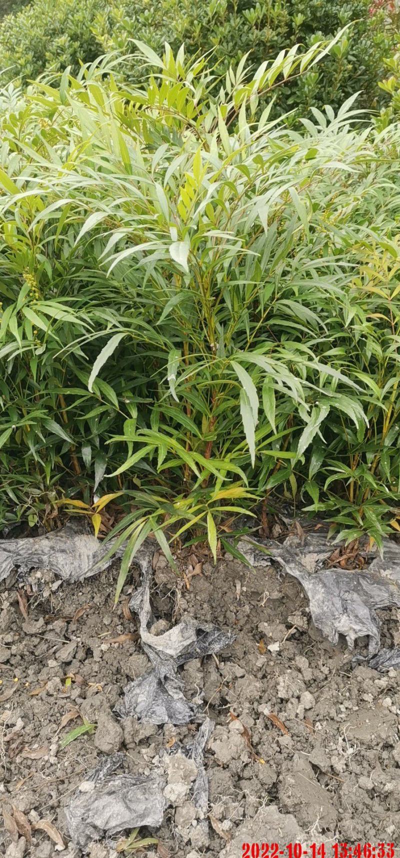 十大功劳苗场自产自销，可实地考察，可开发票，