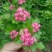 红花覆瓣小叶日本甜山楂苗