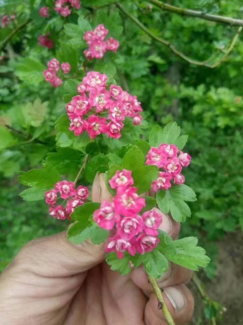 红花覆瓣小叶日本甜山楂苗