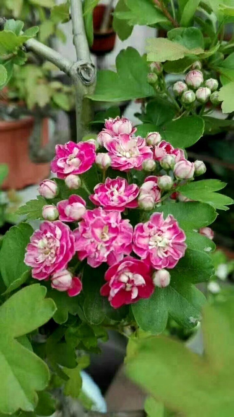 红花覆瓣小叶日本甜山楂苗