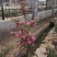 红花覆瓣小叶日本甜山楂苗