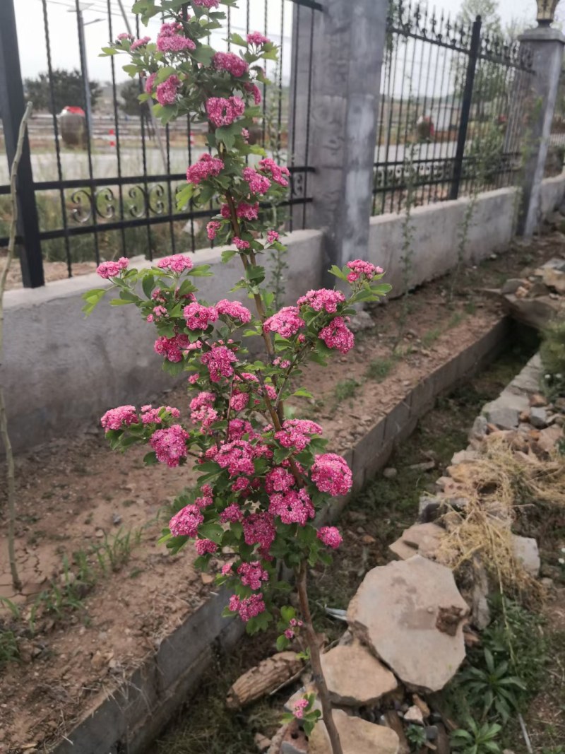 红花覆瓣小叶日本甜山楂苗