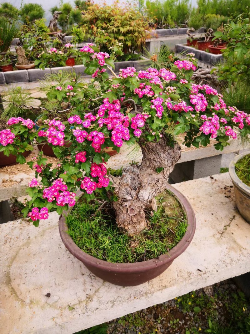 红花覆瓣小叶日本甜山楂苗