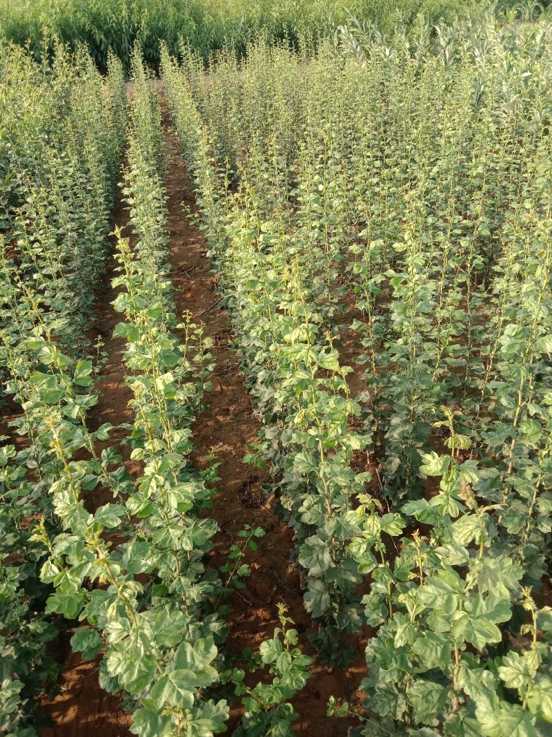 红花覆瓣小叶日本甜山楂苗