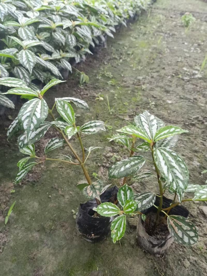 冷水花，大杯，小杯，都有现货，