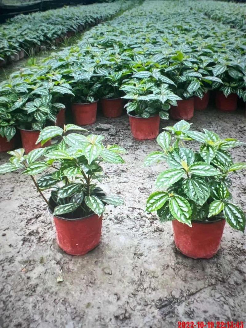 冷水花，大杯，小杯，都有现货，