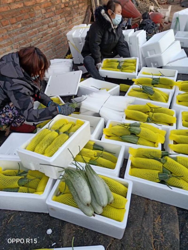 羊角蜜甜瓜超越61甜瓜种植产地量大承接电商团购市场货