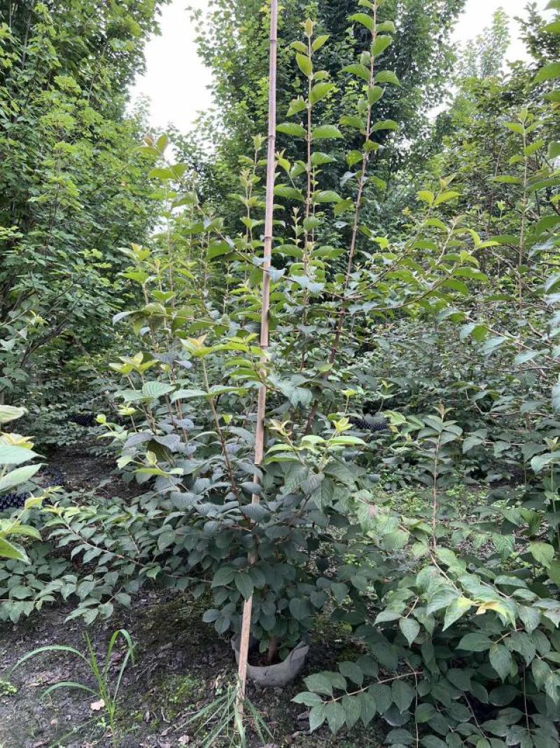 木绣球苗场自产自销，可实地考察，可开发票，