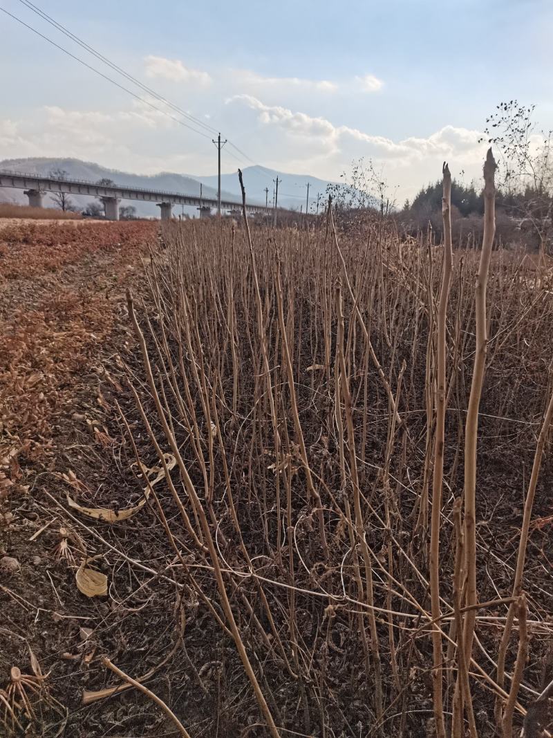 核桃苗，核桃秋树苗，辽宁地区核桃苗野生核桃苗