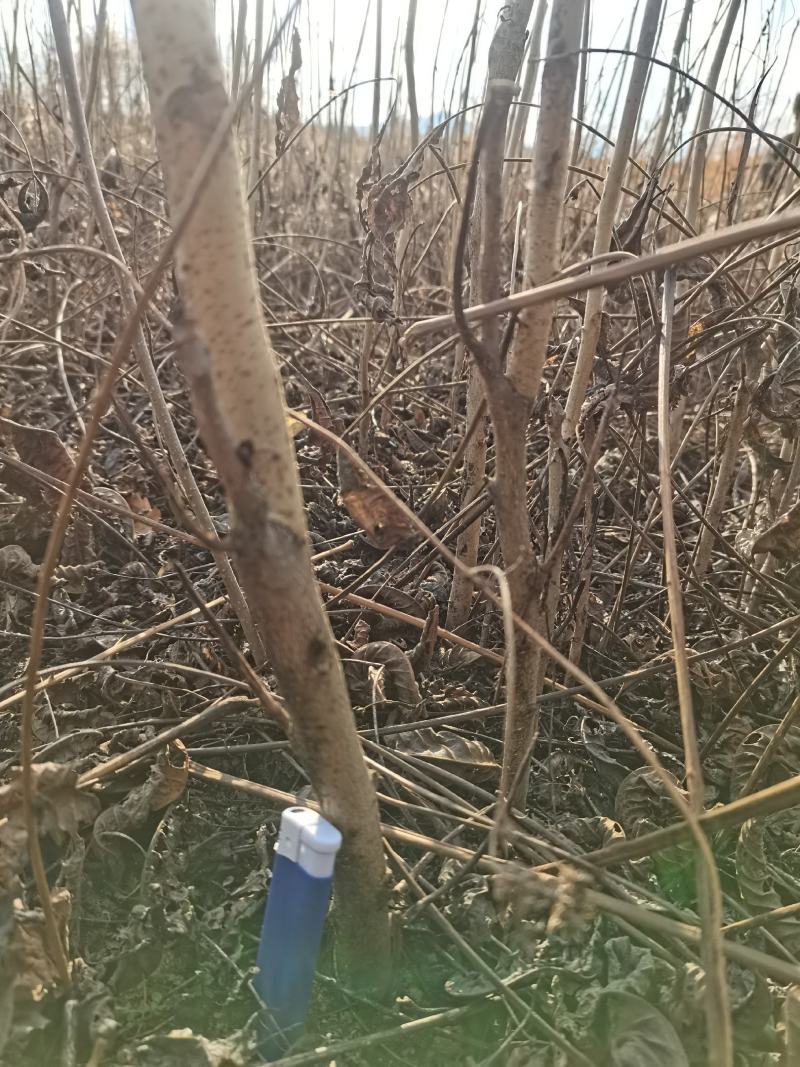 核桃苗，核桃秋树苗，辽宁地区核桃苗野生核桃苗