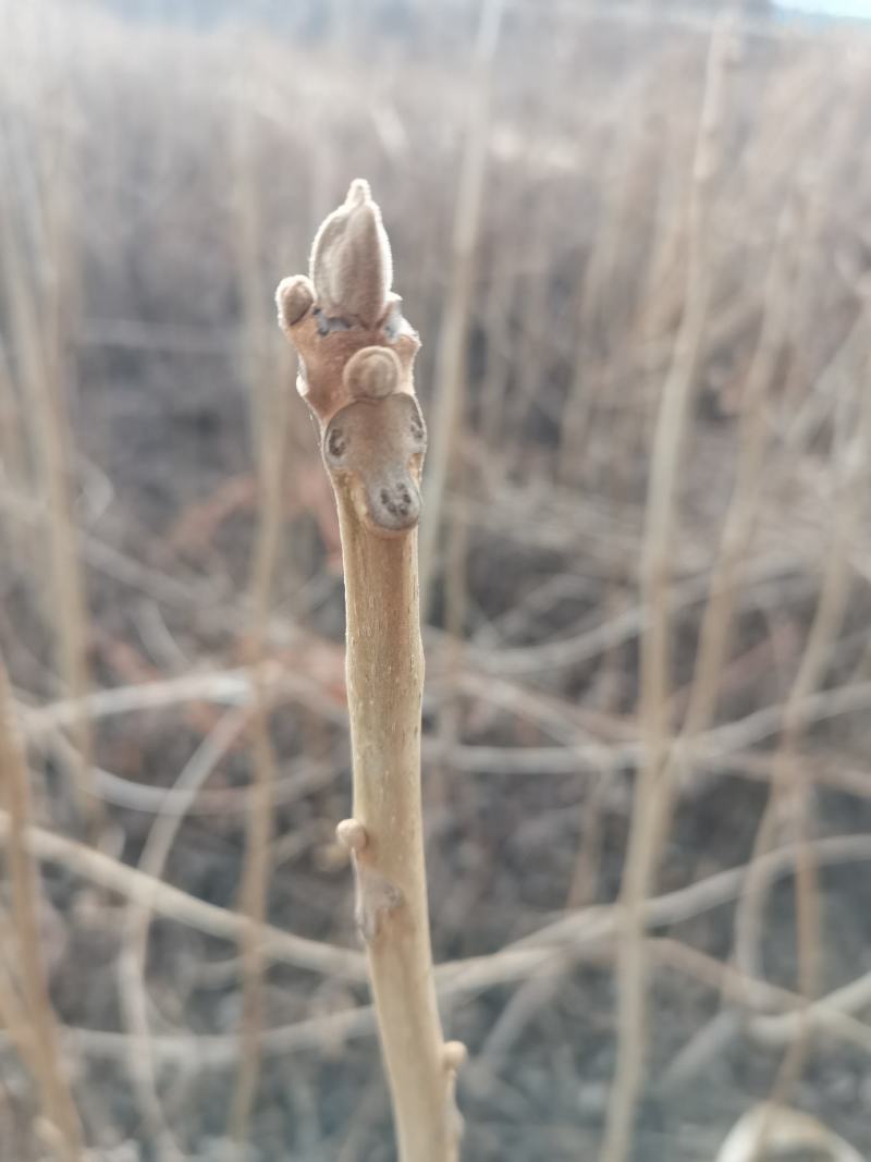 核桃苗，核桃秋树苗，辽宁地区核桃苗野生核桃苗