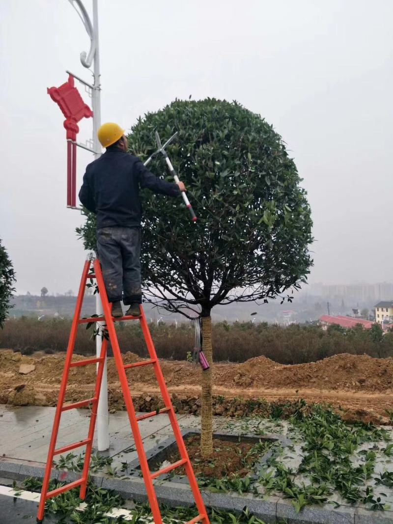 桂花树红花丹桂金桂四季桂.