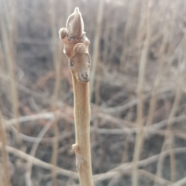 核桃苗，核桃秋树苗，辽宁地区核桃苗野生核桃苗