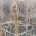 核桃苗，核桃秋树苗，辽宁地区核桃苗野生核桃苗
