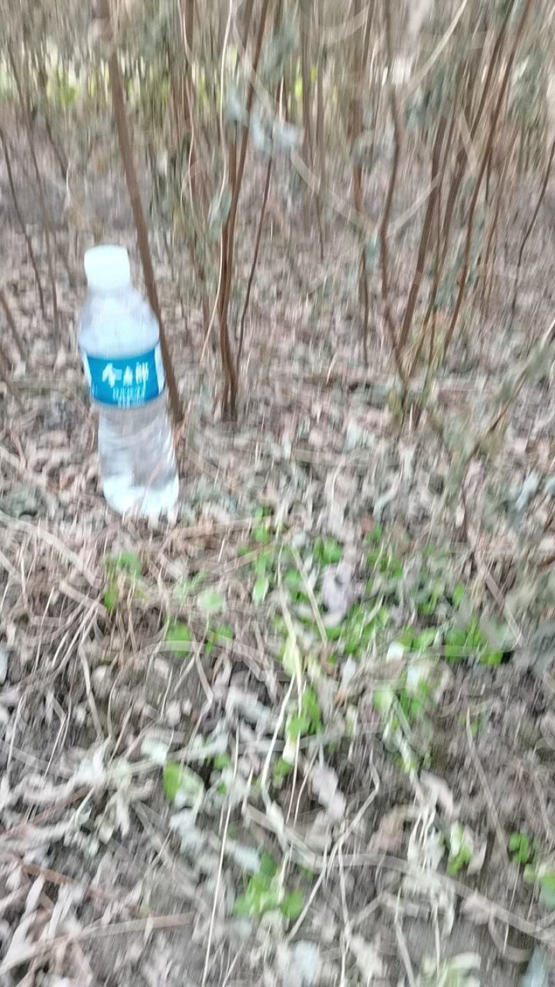 刺槐苗一年生刺槐苗，白花，一手货源。。。。。。
