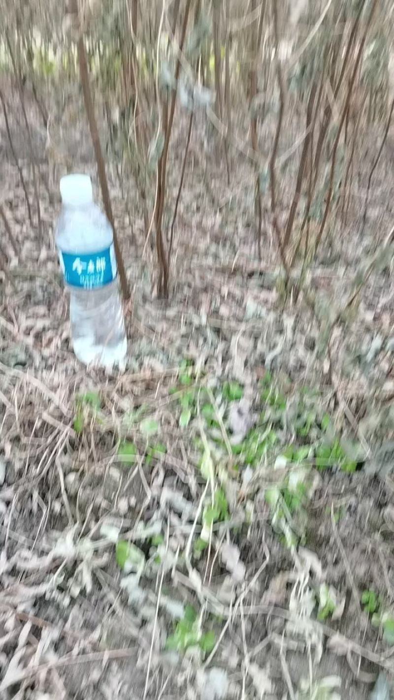 刺槐苗一年生刺槐苗，白花，一手货源。。。。。。