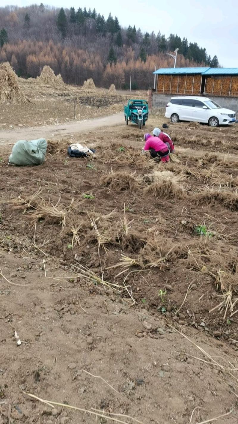 【优质】刺嫩芽一年苗一手货源保证质量量大从优