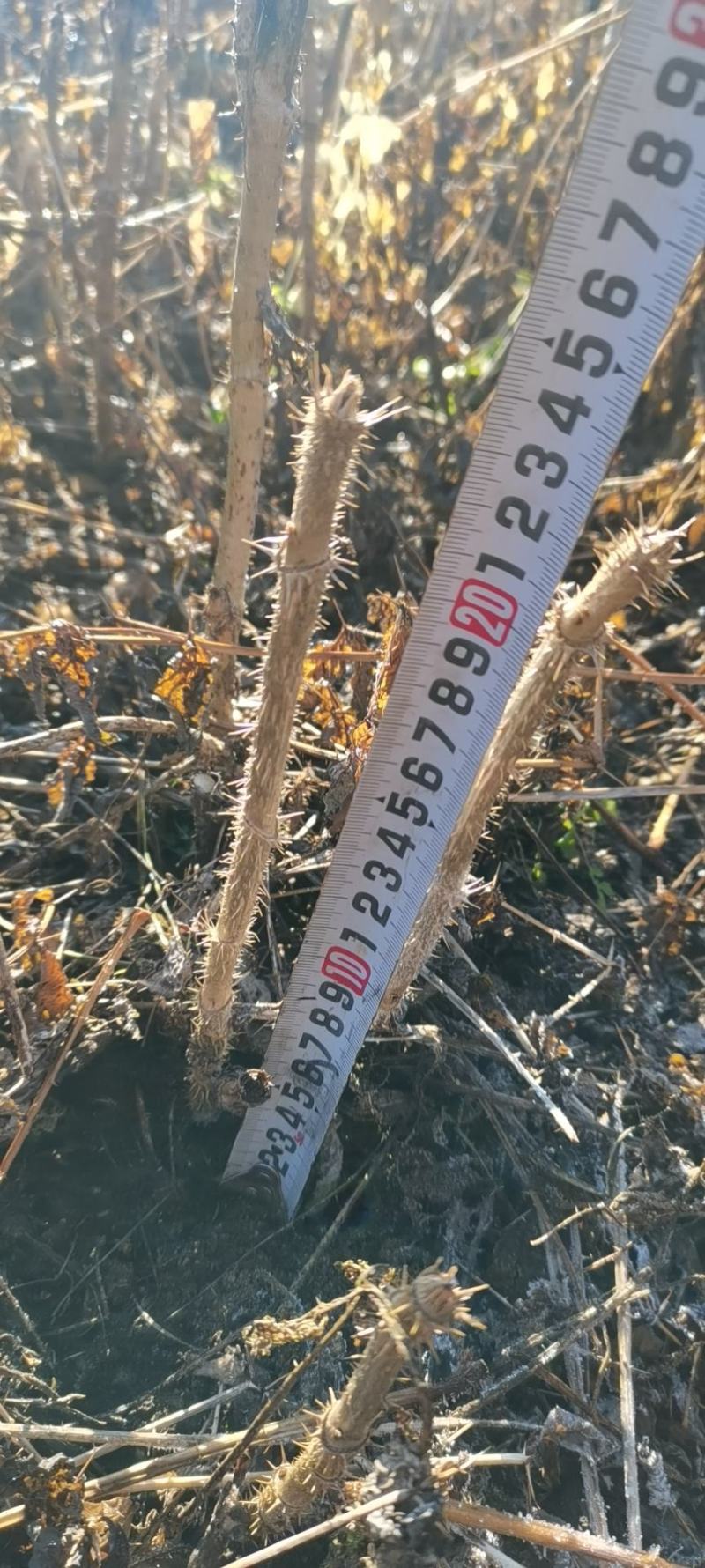 【优质】刺嫩芽一年苗一手货源保证质量量大从优