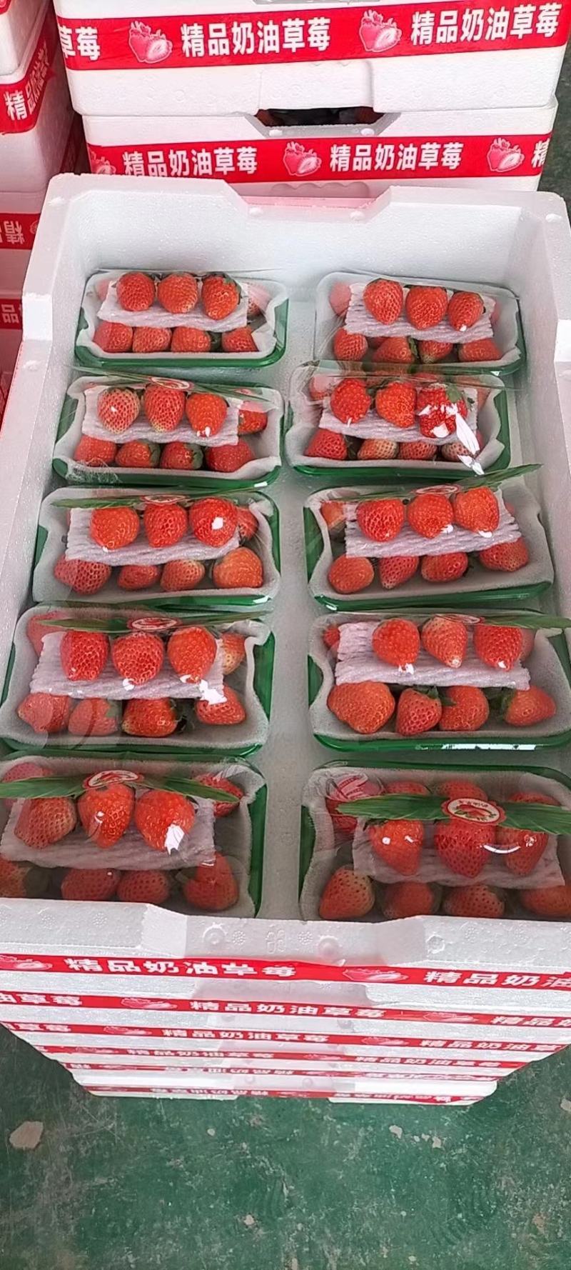 【实力代办】徐州宁玉草莓奶油草莓大量上市，产地直发