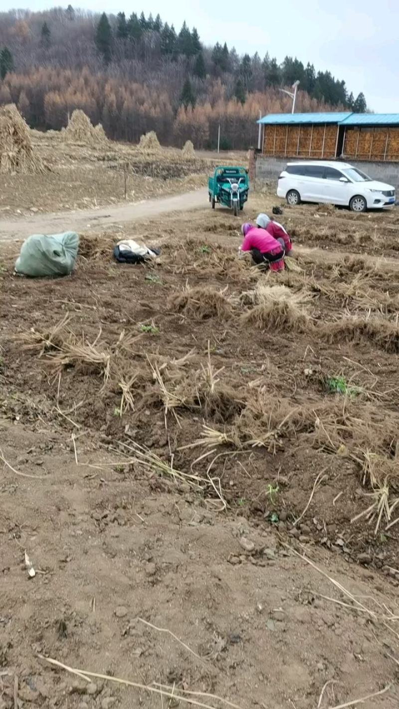 长梗刺五加苗，药食两用，品质好，价格低。。。。。。。。。