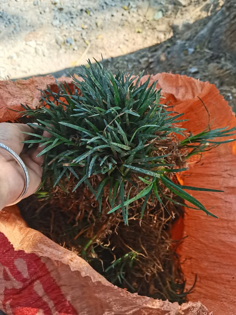 湖南优质8～10cm玉龙草：沙土种植欢迎老板前来咨询