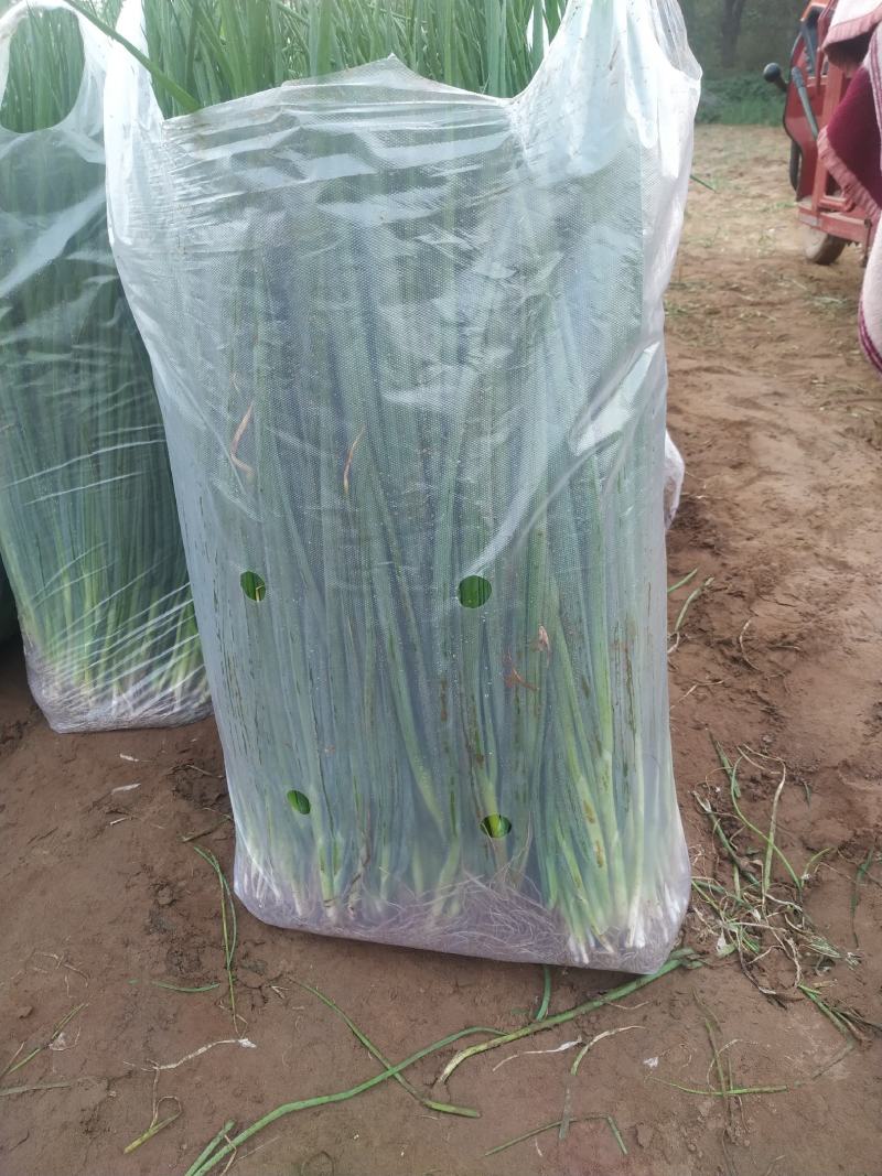 四季小葱一手货源，量大从优，可视频看货，欢迎电话联系