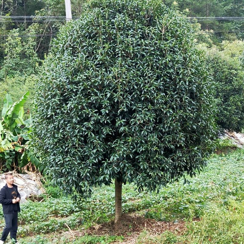 湖北桂花树品质保证产地直发可视频看货欢迎咨询