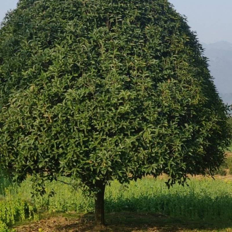 湖北桂花树品质保证产地直发可视频看货欢迎咨询