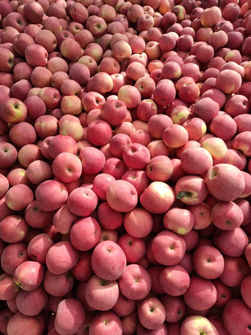 新疆阿克苏真正冰糖心苹果【不包邮】，天山雪水灌溉，