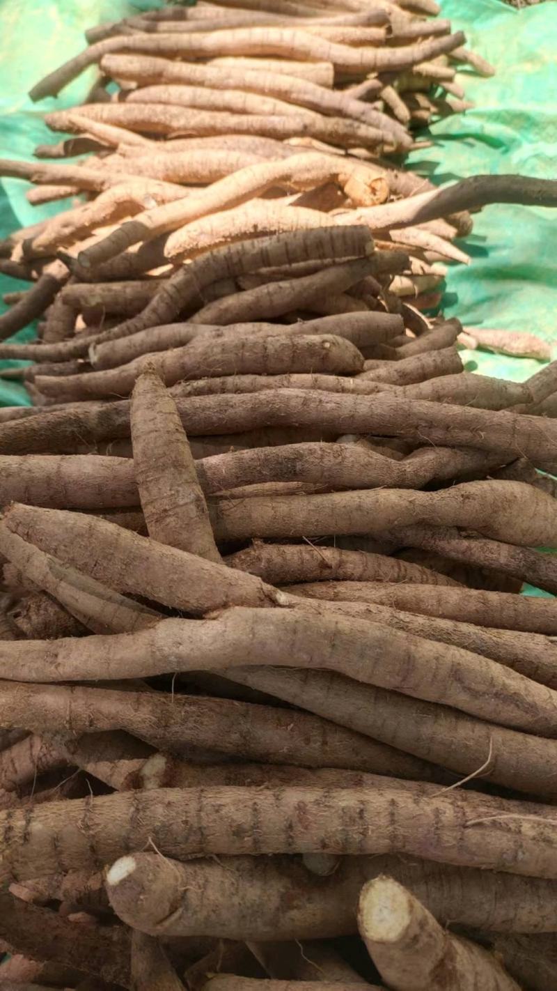 新鲜小叶牛大力统货鲜货，老身、色泽黄、规格大，一手货源