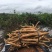 新鲜小叶牛大力统货鲜货，老身、色泽黄、规格大，一手货源