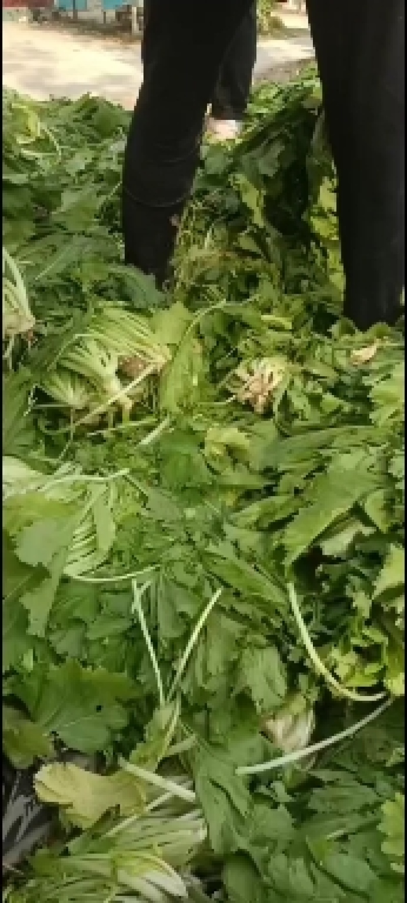 安微亳州雪里红芥菜，批发价，合作共赢，，，，