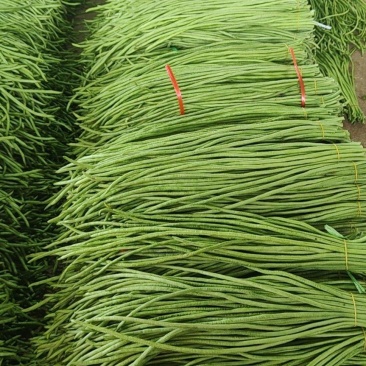 【精品】广东徐闻长豆角，豇豆，长豇豆，大量上市，欢迎采购