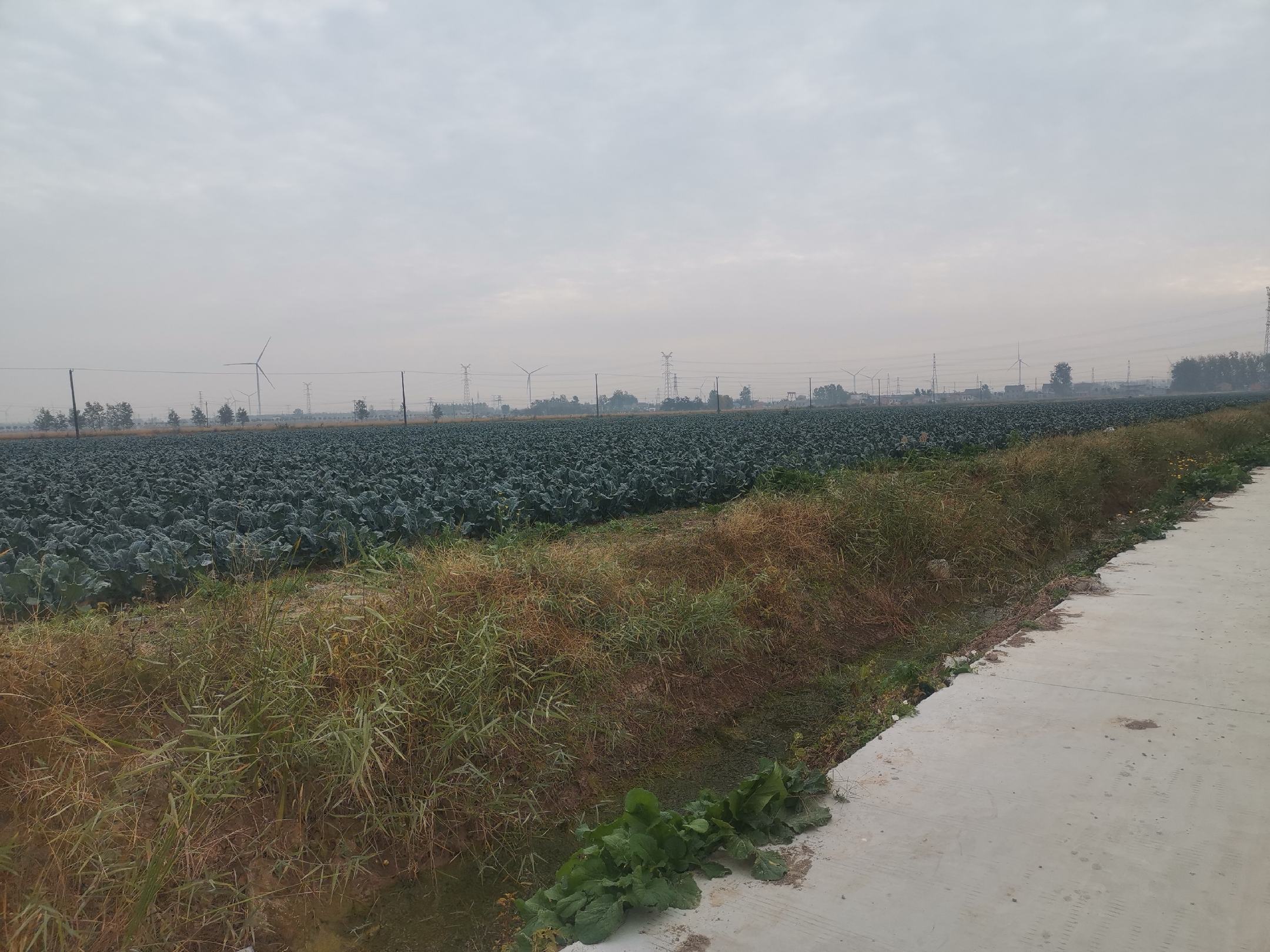 西兰花冬季病虫害防治示意图