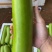 【精品】广东徐闻蒲瓜，瓠瓜，瓠子大量上市，全国发货，