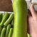 【精品】广东徐闻蒲瓜，瓠瓜，瓠子大量上市，全国发货，