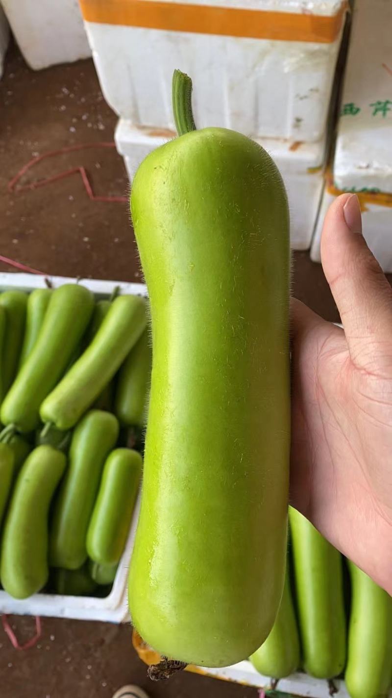 【精品】广东徐闻蒲瓜，瓠瓜，瓠子大量上市，全国发货，