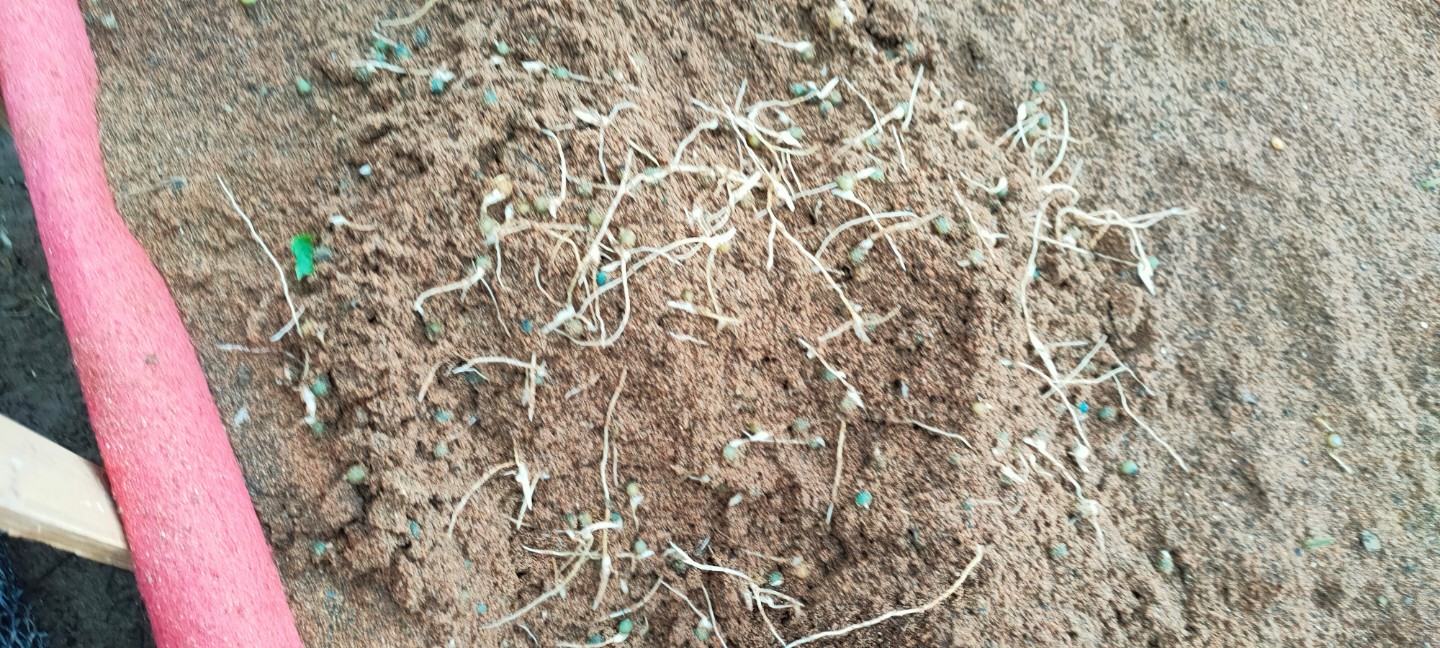 中国南方地区标注鱼腥草根与甜甜根的主要种植区域 鱼腥草与甜甜根产地分布图