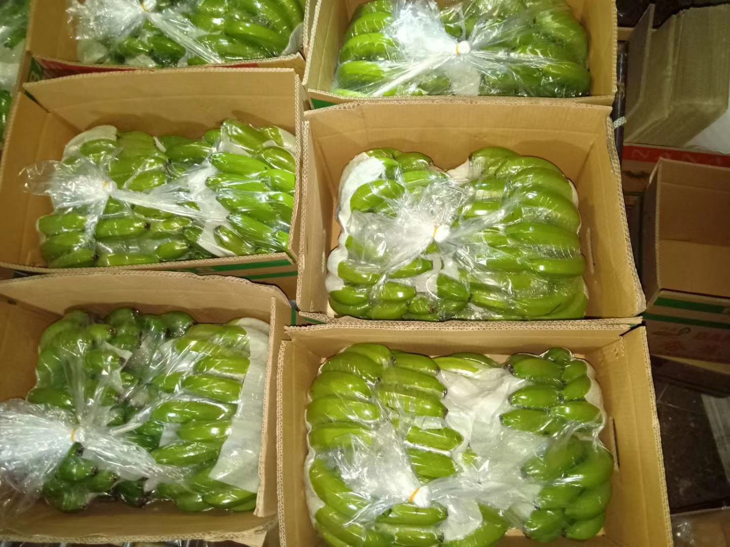 香蕉包装与通风设备